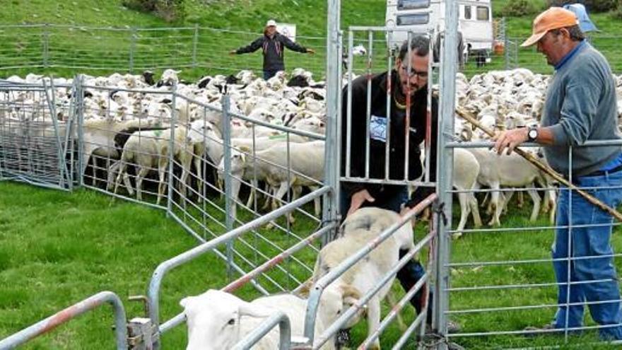 Un ramat d&#039;ovelles a Boldís, a la comarca del Pallars Sobirà