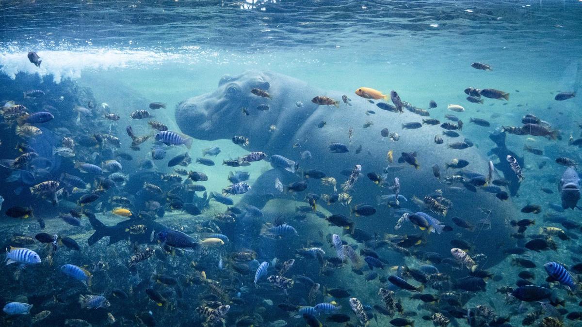 Hipopótamo y peces cíclidos en los humedales africanos de Bioparc Valencia.