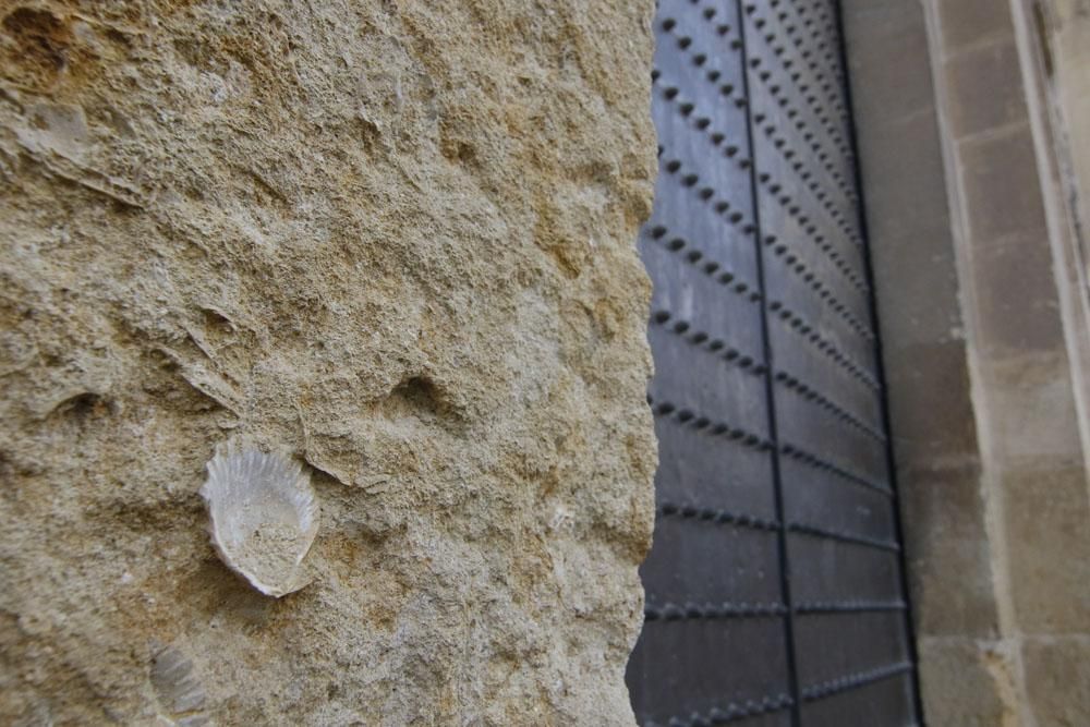 Los habitantes de la Mezquita Catedral del mioceno