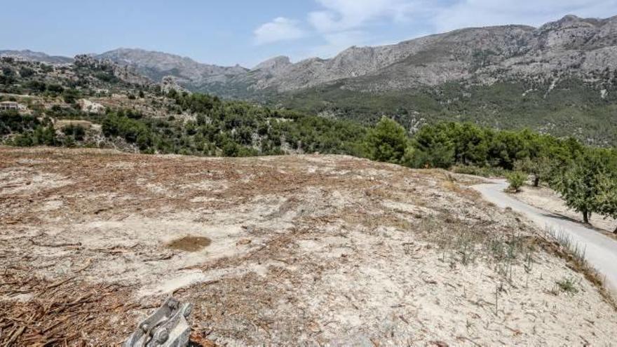 Temor en La Vall de Guadalest  por la amenaza de una plaga que afecta a los almendros y olivos