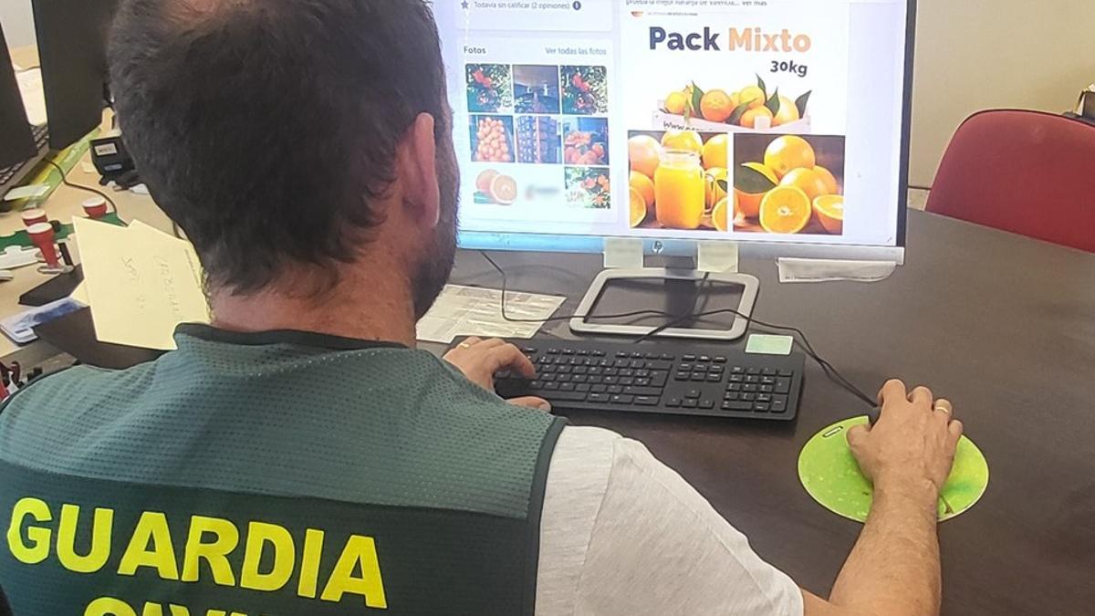 Investigan la estafa de 78 toneladas de naranjas en la Safor y la Marina.
