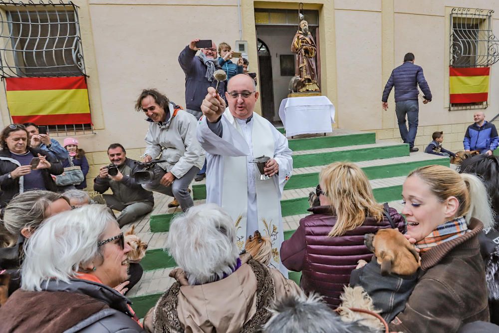 Orihuela celebra San Antón con el concurso de charlatanes, bendición y distinciones