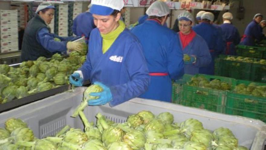 Imagen de la cadena de producción de alcachofas de una empresa comercializadora emplazada en Orihuela.