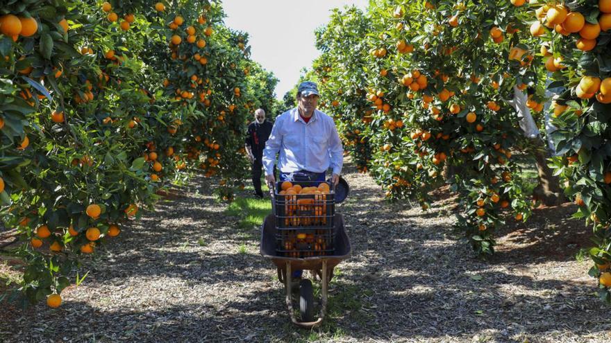 El Consell entrega  1.100 kilos de naranjas a Cáritas