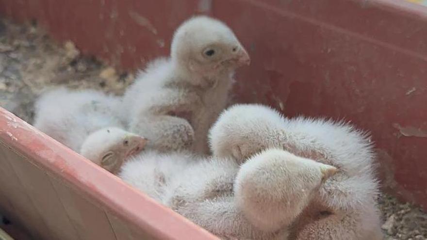 Nueva hornada de cernícalos en las ventanas de Murcia