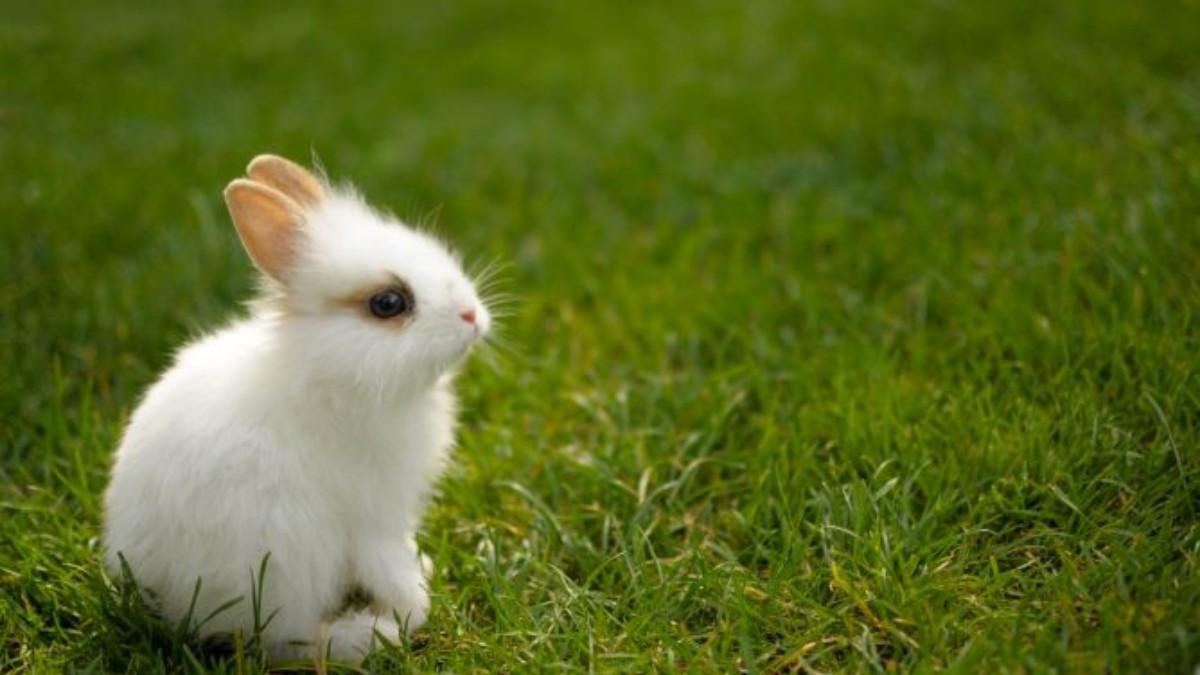 Conejo toy: características principales