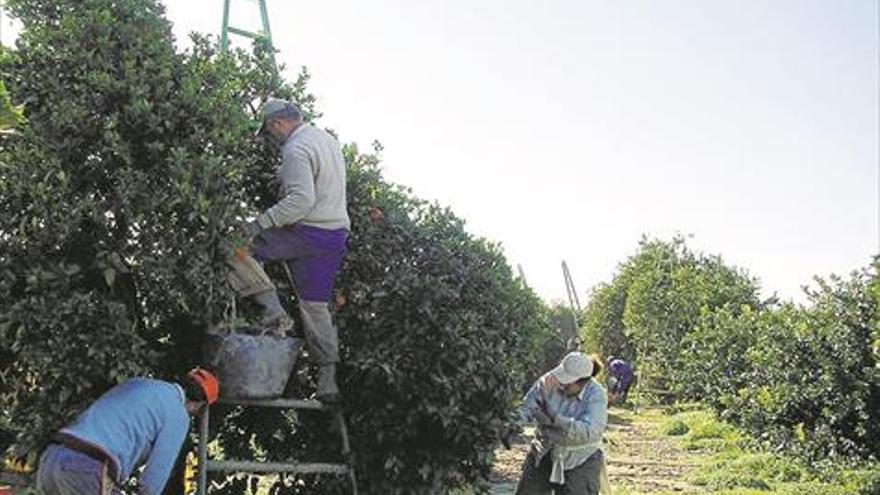 La corporación plantea establecer más control laboral en el sector de cítricos