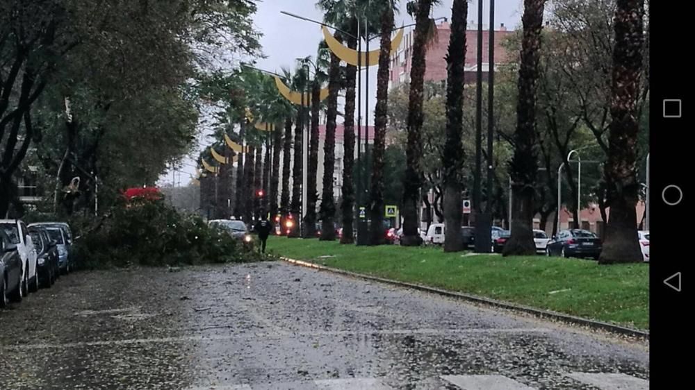 El temporal de lluvia y causa estragos en Murcia