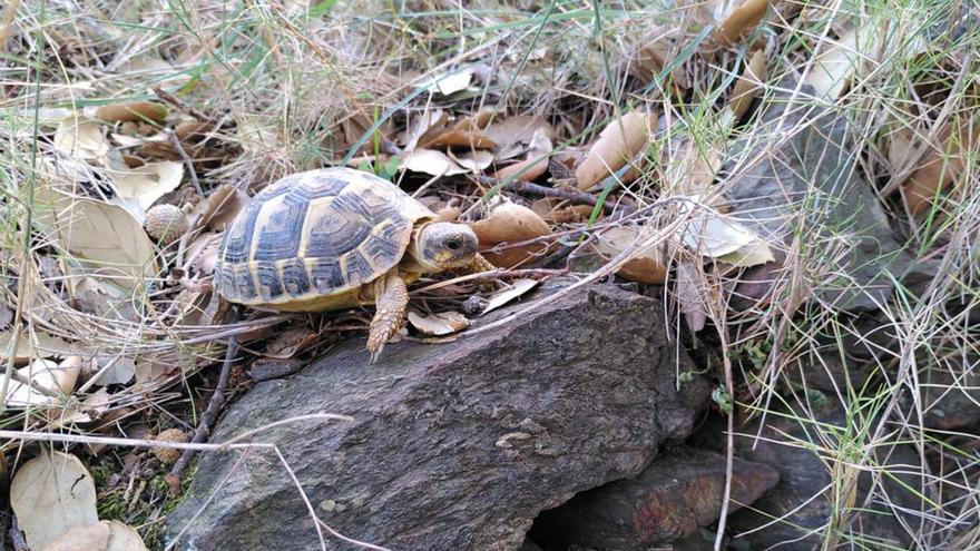 Un exemplar de tortuga mediterrània. | PARC NATURAL DE CAP DE CREUS