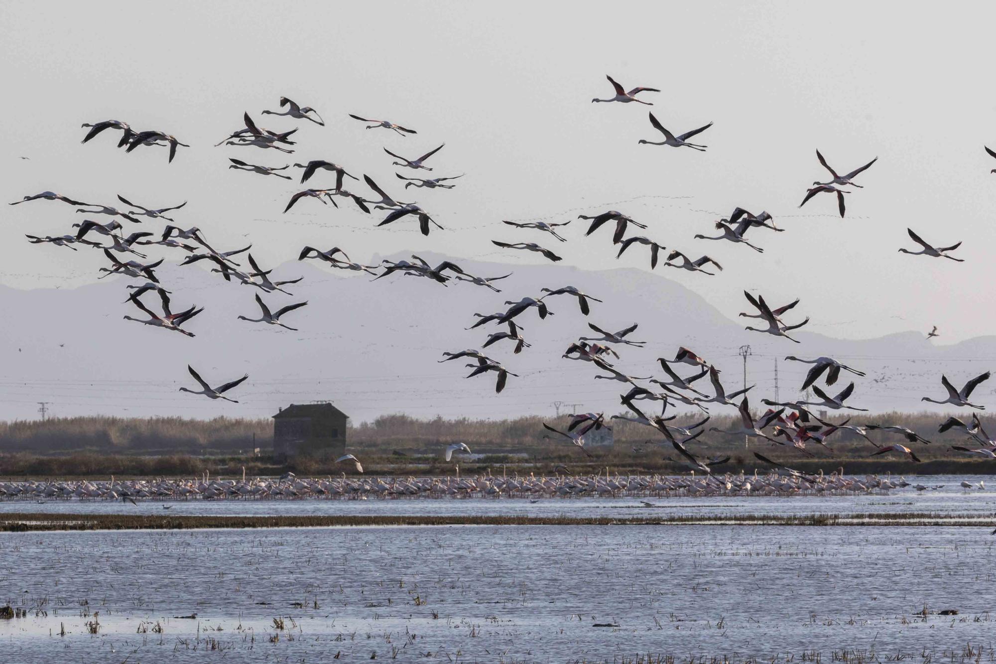 Flamencos, "moritos" y otras aves hibernan en l'Albufera