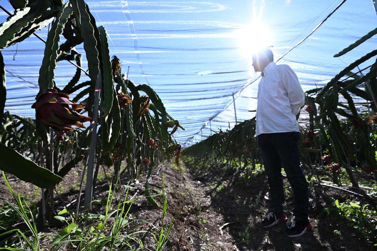 Plantación de pitayas en Elx, en una imagen de archivo.