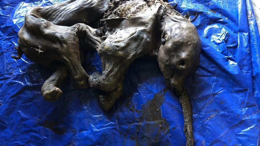 Encuentran una cría de mamut de 30.000 años casi intacta