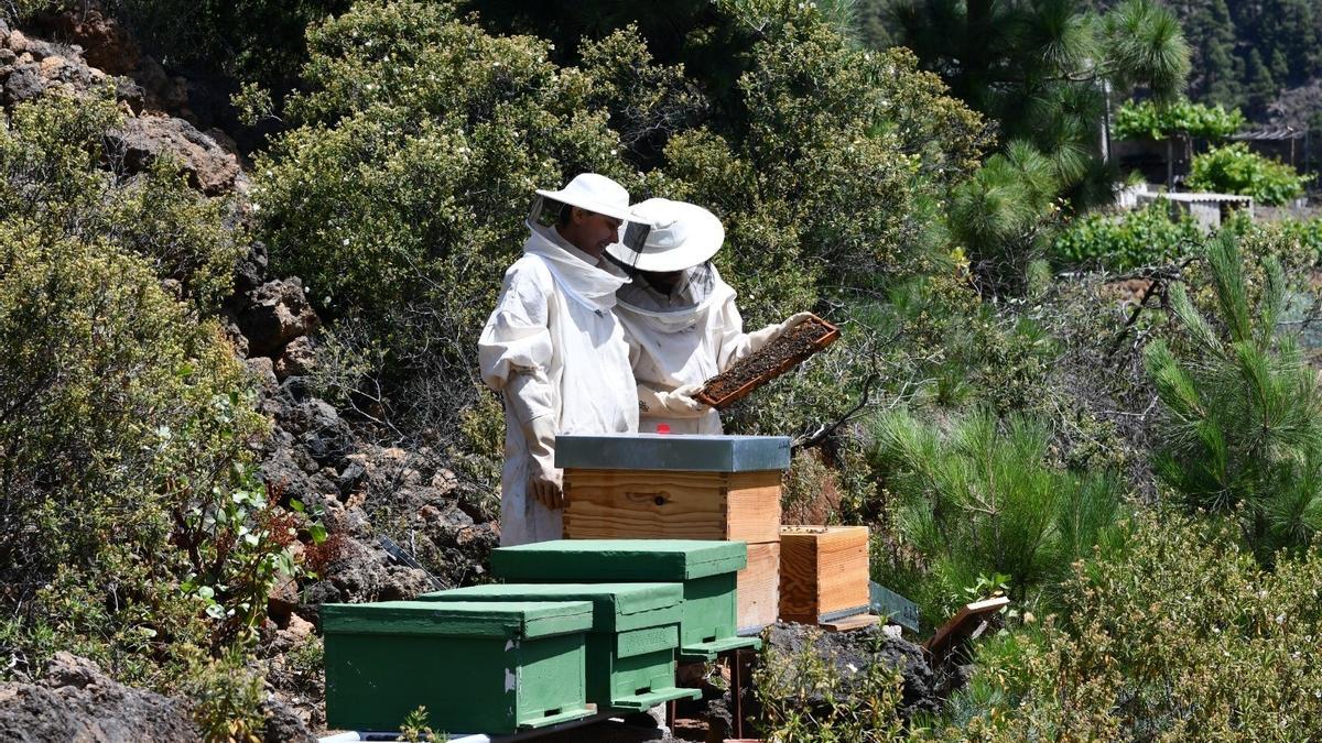 Dos apicultores en una finca.
