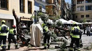 Tres mujeres heridas por la caída de un árbol en la Plaza del Mercat de València