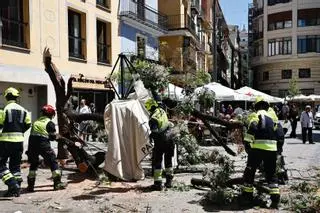 Cae un árbol en la Plaza del Mercat y deja un herido