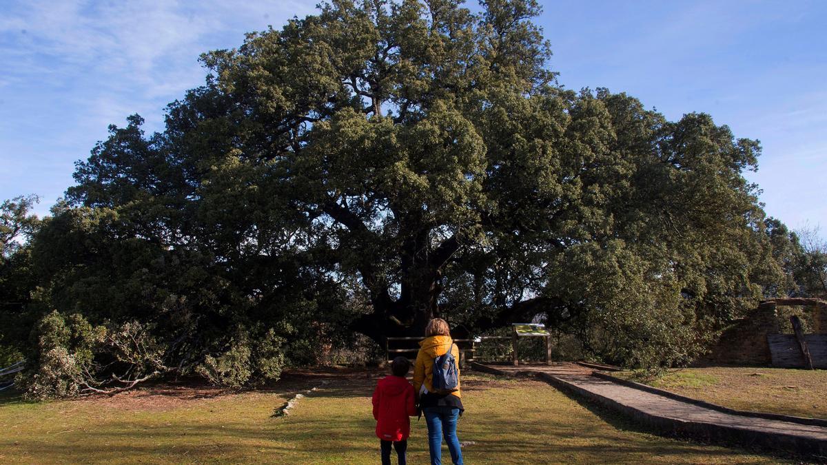 La carrasca milenaria de Lecina, Árbol Europeo del año