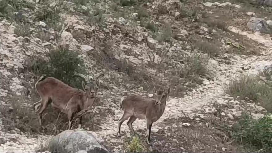 Las cabras bajan ya en manada a Sumacàrcer