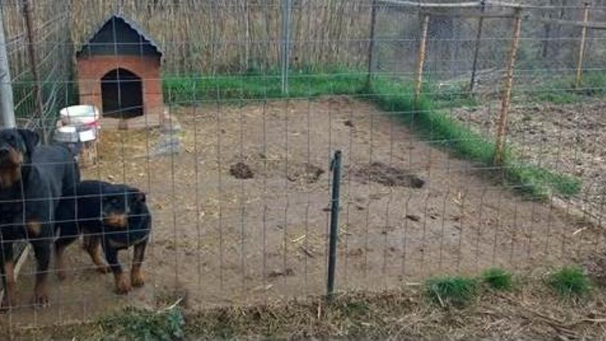 Un dels gossos que els denunciats tenien a la seva finca.