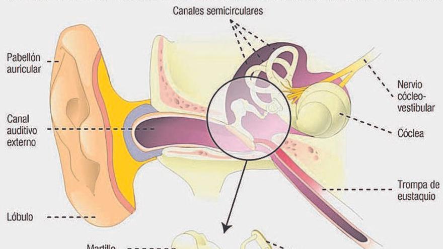 Esquema del oído