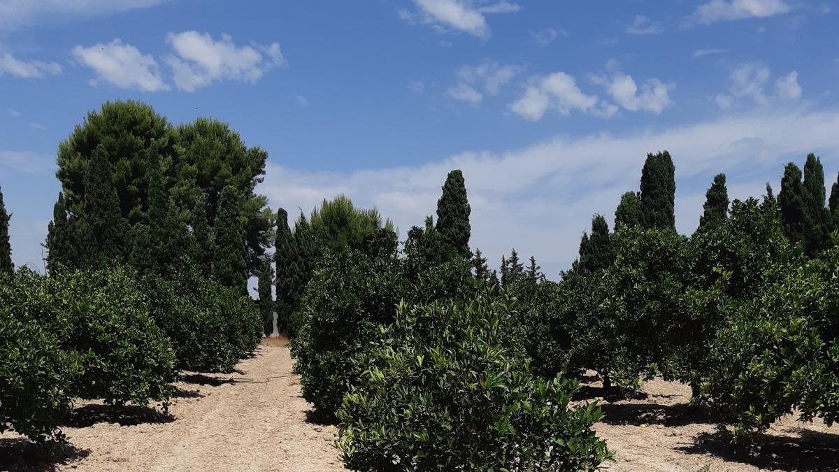 El riego subterráneo en cítricos ahorra en fertilizantes