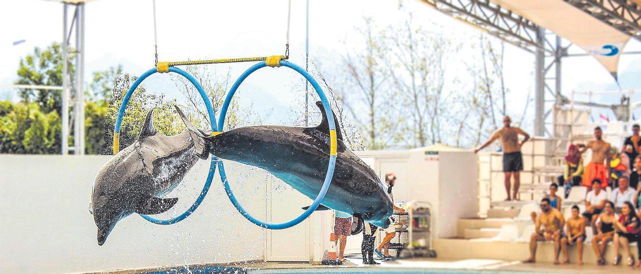 Dos dofins saltant a través dels cèrcols durant una funció en un aquari