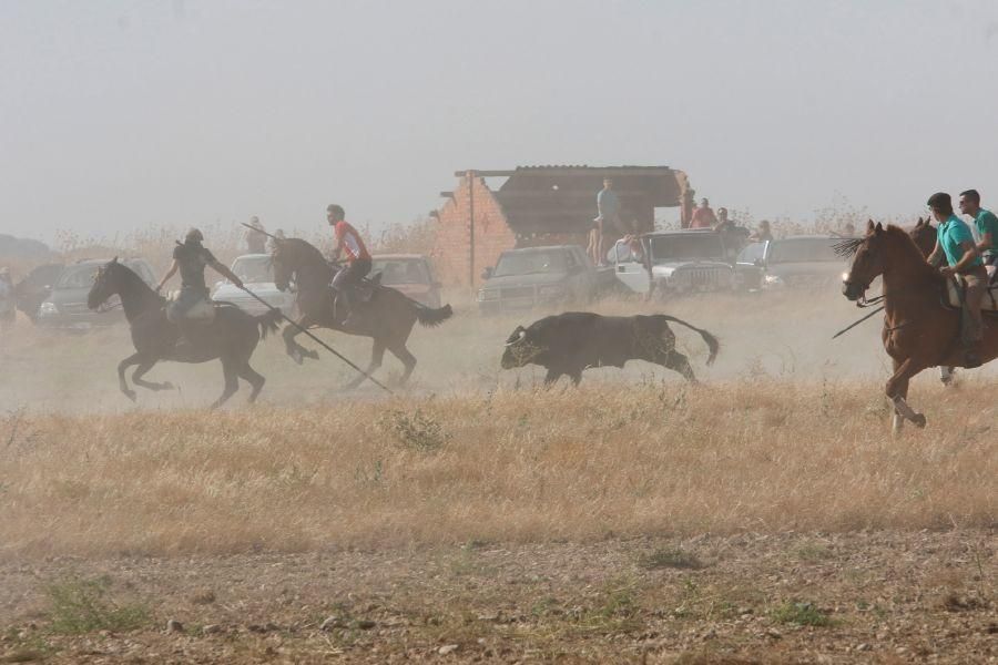 Fiestas en Zamora: Encierro en Villalpando