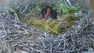 Convivencia en las alturas: cigüeñas negras y la central hidroeléctrica Castro II de Zamora