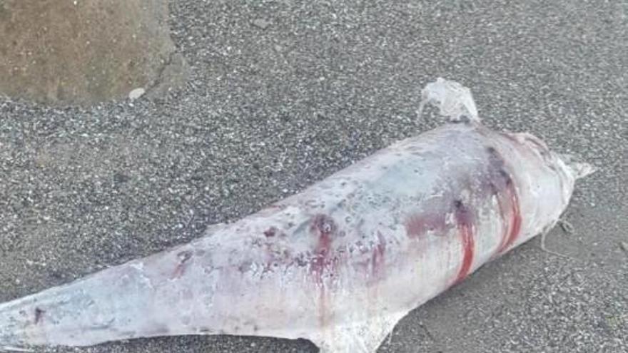Aparece muerta una cría de delfín en Alicante