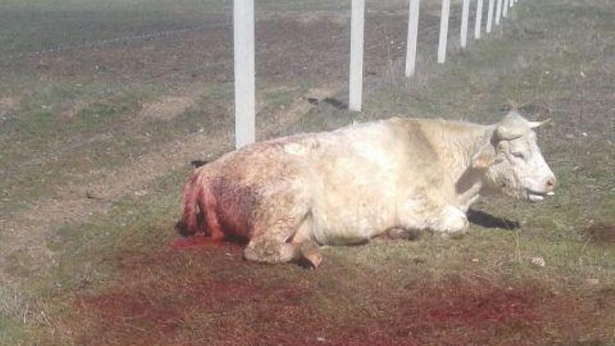 Vaca y terneros atacados por los buitres