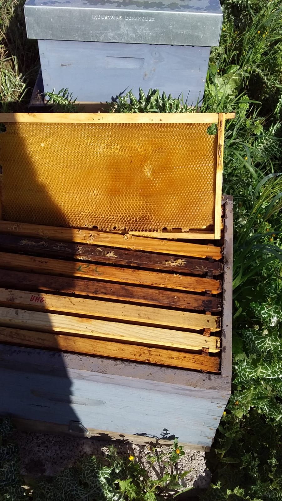 Miles de abejas envenenadas en Gáldar