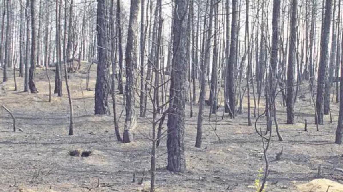 Un bosc de la comarca del Berguedà després de l’incendi del mes de juliol de 1994
