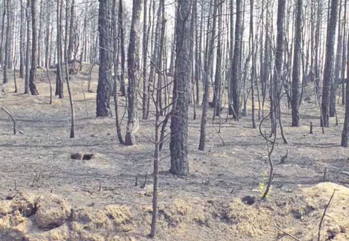 Un bosc de la comarca del Berguedà després de l’incendi del mes de juliol de 1994