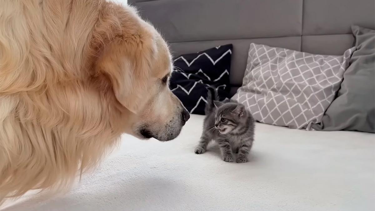 Un Golden Retriever conoce a un gatito bebé y su reacción se hace viral: Para morir de amor