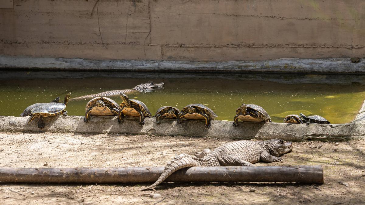 Caimanes y tortugas centroamericanas al sol en el CRARC.