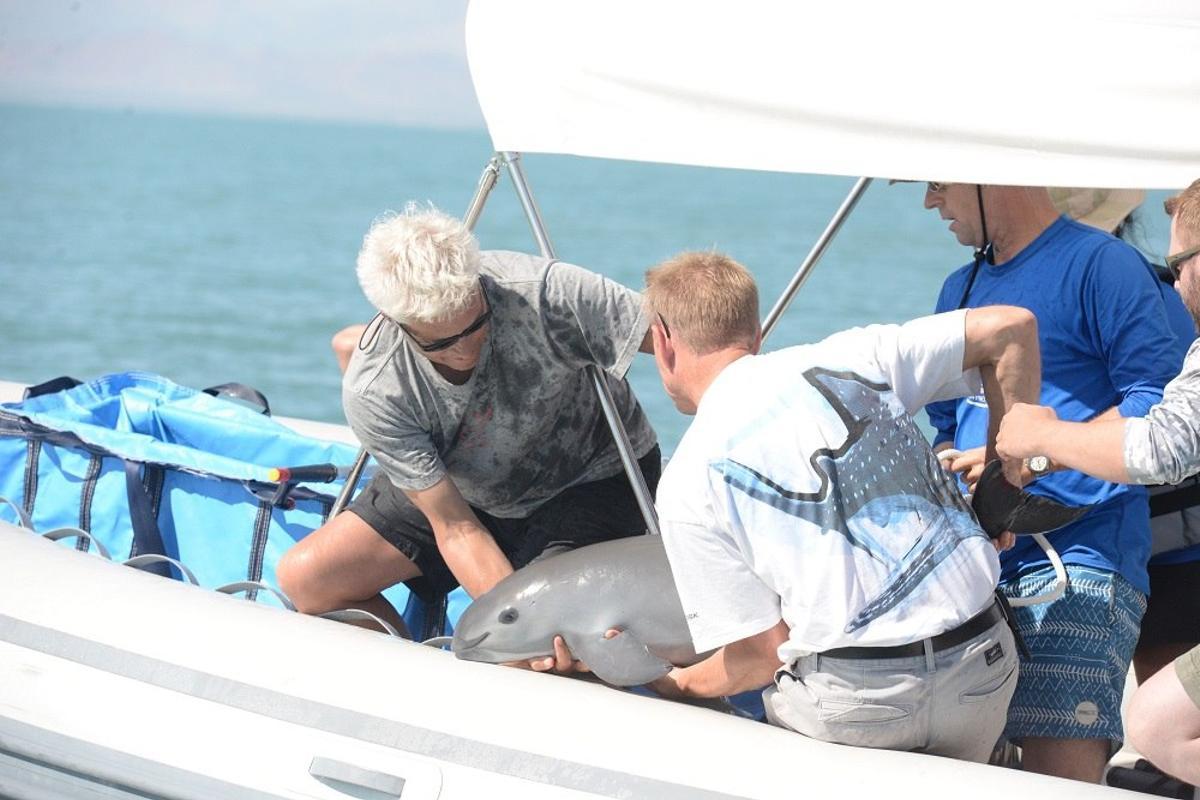 Suelta de un ejemplar juvenil de vaquita marina en el Golfo de California.