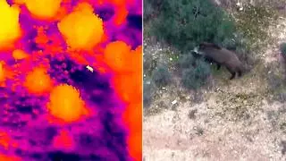 Los Agentes Rurales usan drones y perros para encontrar jabalís afectados por la PPA a la espera de poder atraparlos