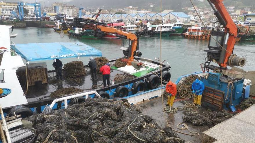 Bateeiros de Bueu descargando ayer en el muelle de la localidad. |   // SANTOS ÁLVAREZ