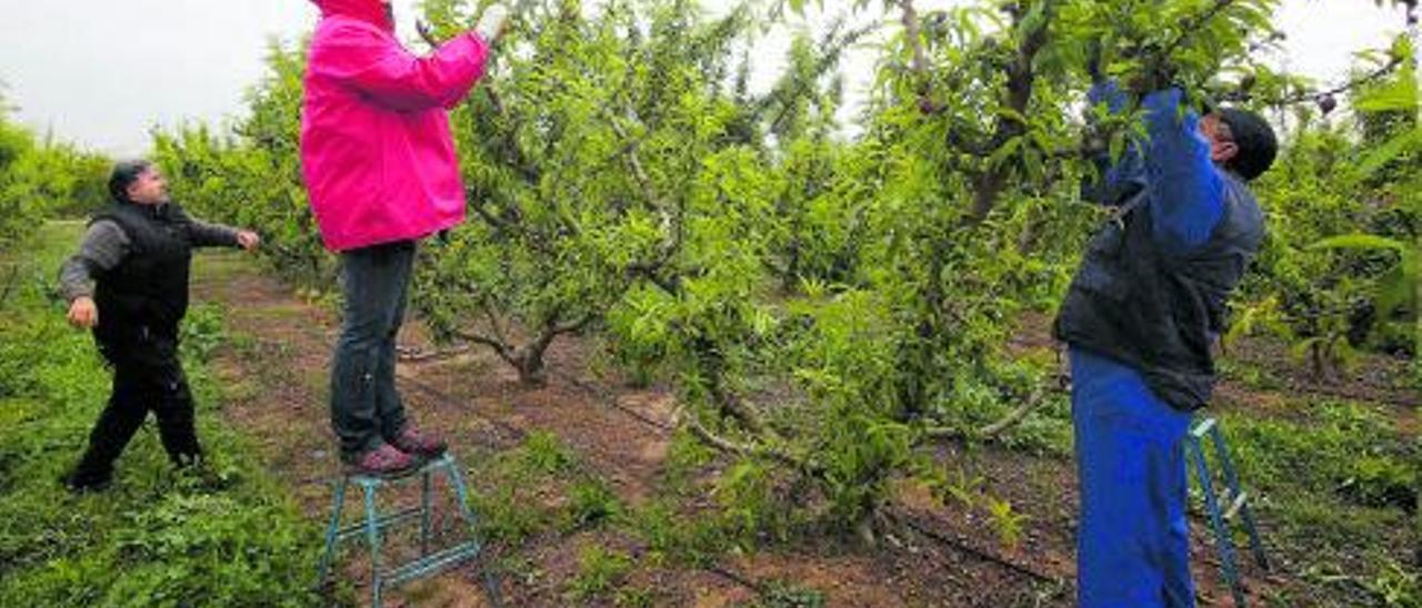 Cultivos de nectarinas y cerezas, tal como constatan las fotos inferiores tomadas esta semana, sufren daños irreparables.