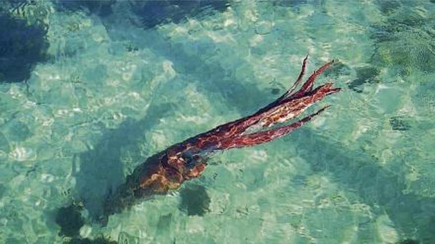 Del pulpo fantasma a los 'kraken': conoce las criaturas marinas más sorprendentes de nuestros mares