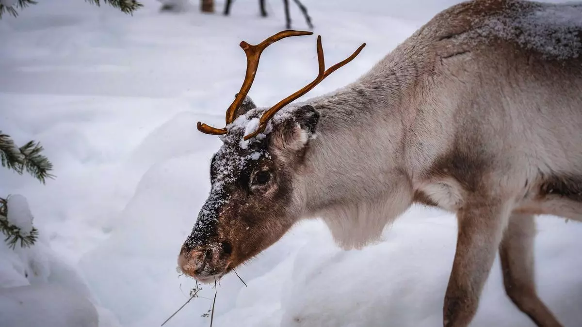 La pequeña ciudad navideña a un paso de Valencia que es más entrañable que visitar a Papá Noel en Laponia