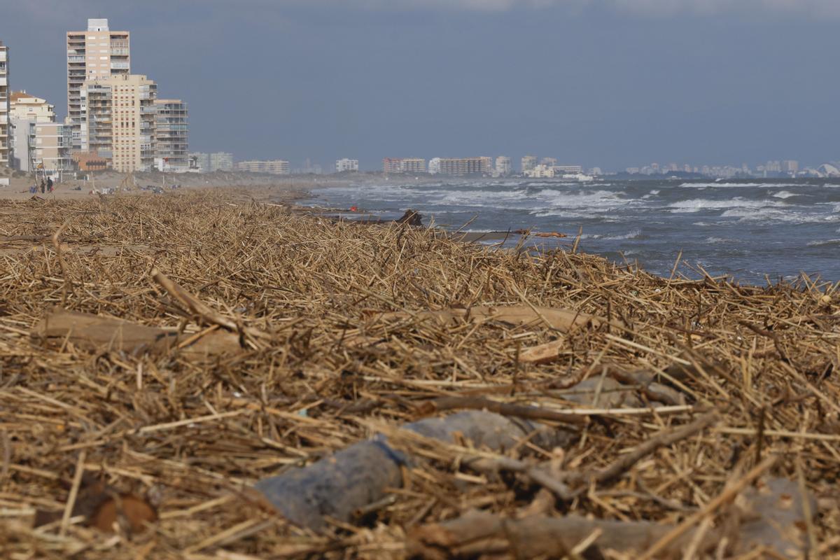 Toneladas de cañas arrastradas hasta la playa de Marianet, en Valencia.