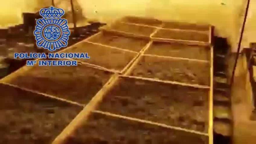 La Policía Nacional desarticula una plantación indoor de marihuana e interviene más de 11 kilogramos de cogollos en Callosa d´En Sarrià