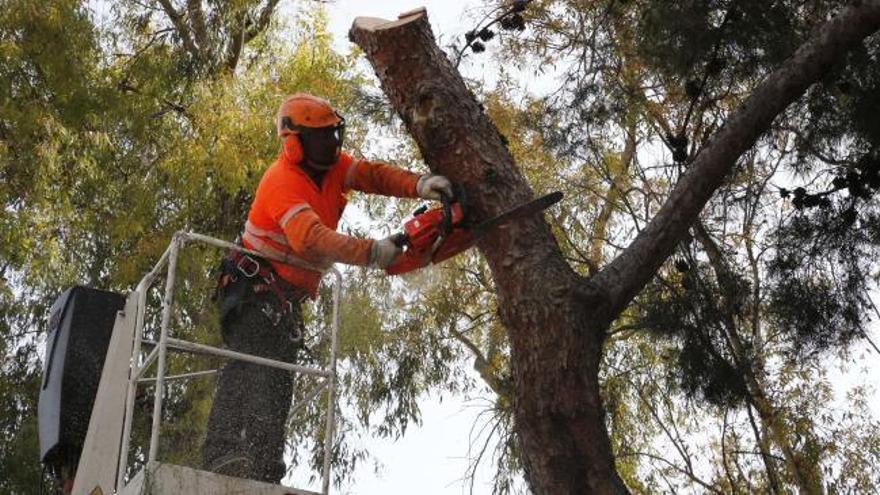 El Ayuntamiento de València tala los pinos centenarios porque levantan las aceras