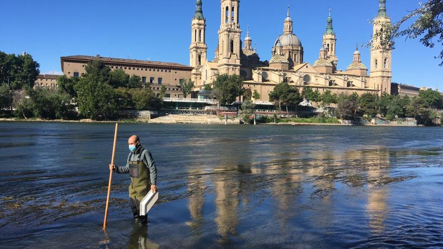 Un técnico aplica el tratamiento ecológico en la ribera del Ebro para combatir la mosca negra, a principios de mayo.