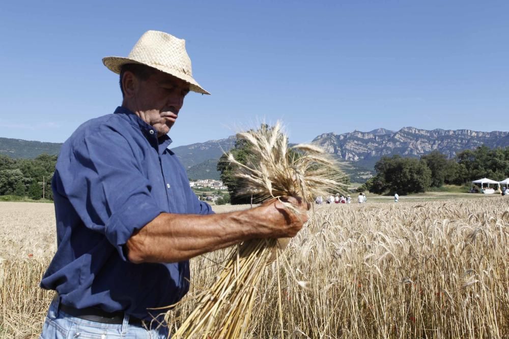 Festa del Segar i el Batre a Avià