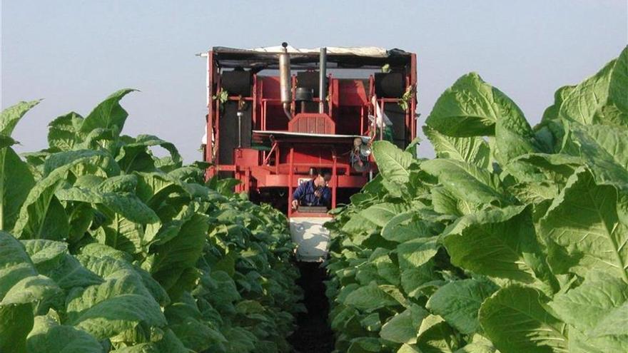 El volumen de tabaco extremeño contratado se mantendrá esta campaña