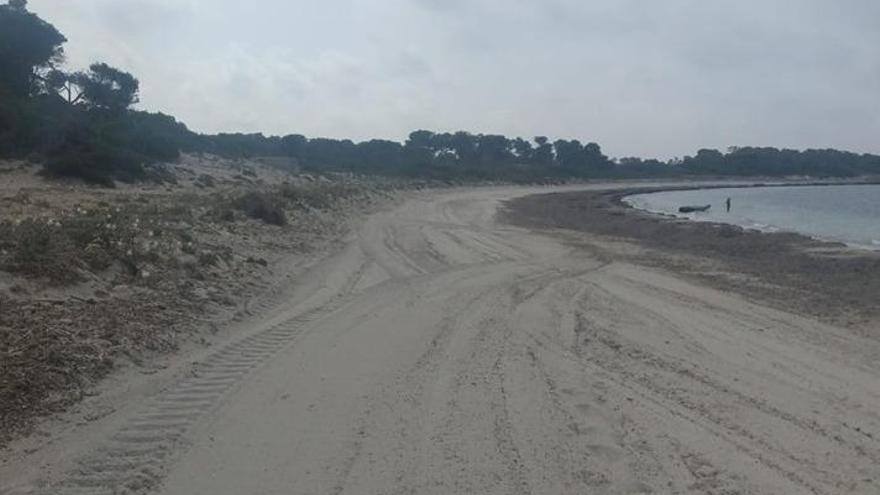 Sauber oder verunstaltet? Der Strand Es Carbó nach der Reinigung.