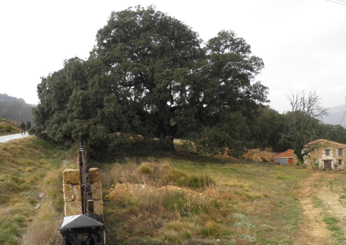Carrasca de Culla.