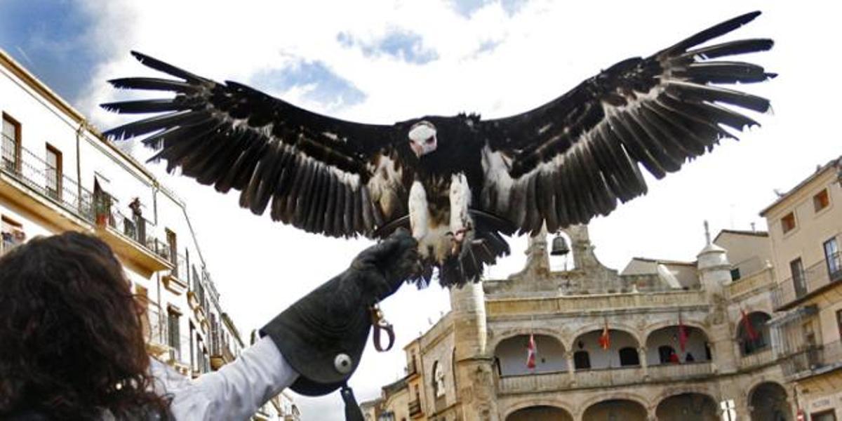 Exhibición de cetrería en la Feria de San Andrés de Ciudad Rodrigo