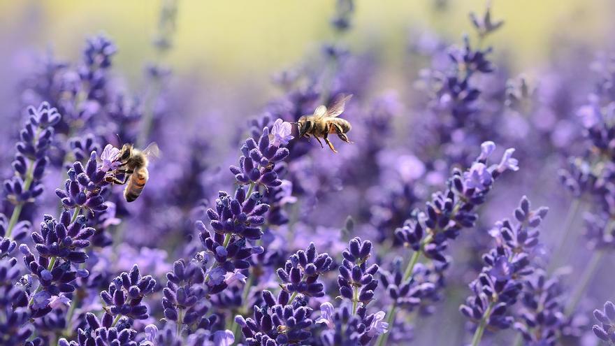 Polémica científica sobre cómo afecta el clima al declive de los insectos